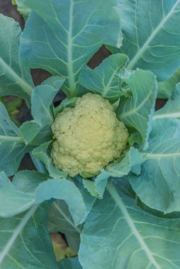 karnabahar gününün resmini kapat.