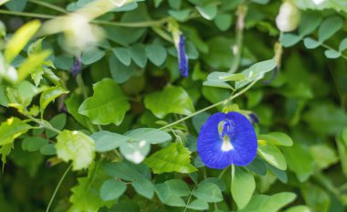 Gün içinde bahçede kelebek çiçeği..