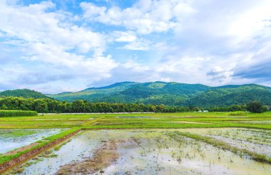 Pilav tarlasında güneşli güzel bir gün. Gökyüzü ve dağ, Doi Suthep Chiang Mai, Tayland 'da..