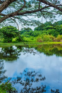 Gölün kıyısındaki ağacın gölgesi. (dikey)