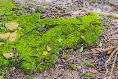 Orman zemin dokusu görüntüsü arkaplan için gündüz vakti yıldız yosunu ile kaplıdır.