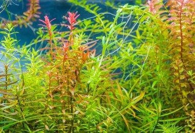 Rotala Macranda ve içinde çeşitli su bitkileri bulunan akvaryum tankının görüntüsünü kapat.