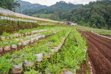 Tepedeki deniz lavantalı çiçek çiftliğinin görüntüsü.
