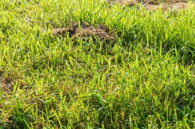 arkaplan kullanımı için sabah saatinde yeşil çimen alanının görüntüsü