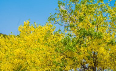 Altın Sağanak çiçek ağacı görüntüsü.