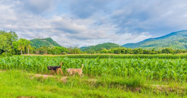 Yeşil dağ arka planına sahip mısır tarlasında koşan evcil köpek görüntüsü.