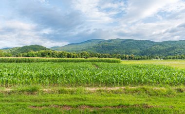 Arkaplanda mısır tarlası ve mavi gökyüzü.