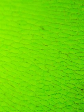 Yeşil su bitkisi hücrelerinin mikroskop altında yakın plan görüntüsü.