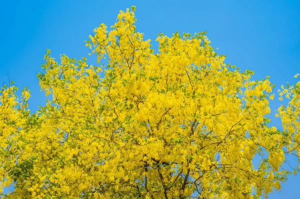 Imagem Árvore Dourada Flor Chuveiro — Fotografia de Stock