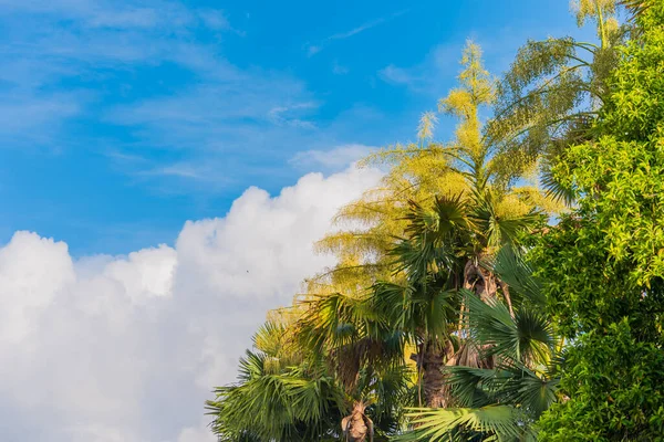 Imagen Palmera Abanico Durante Día —  Fotos de Stock