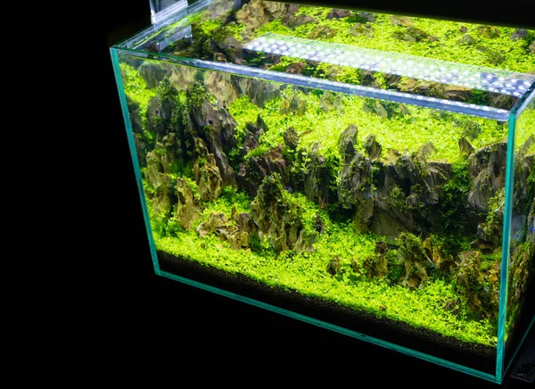 Nahaufnahme Des Aquariums Mit Einer Vielzahl Von Wasserpflanzen Inneren — Stockfoto