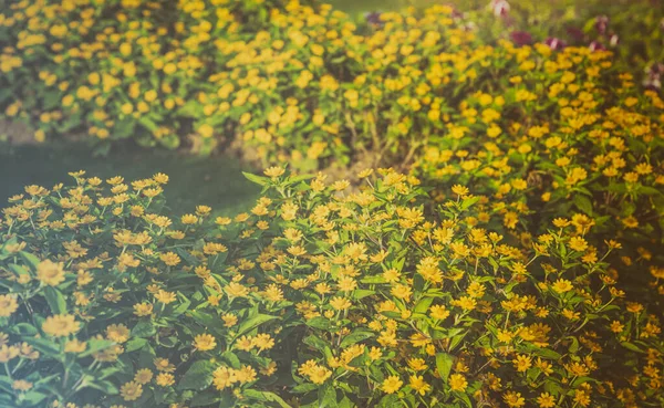 Bild Der Kleinen Gelben Sternblume Melampodium Divaricatum Garten — Stockfoto