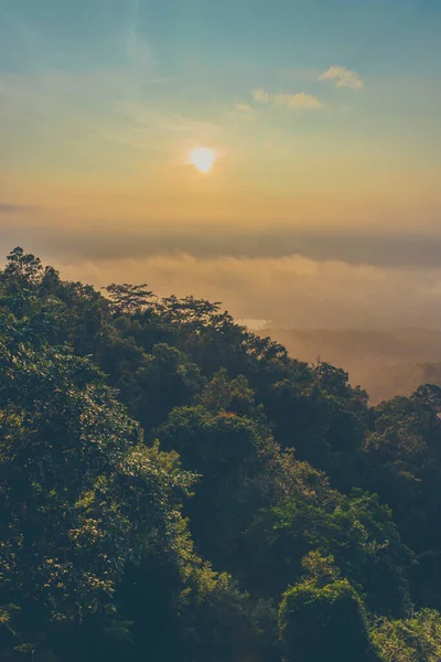 Vintage Tone Image Row Tree Sun Fog View High Angle — Stock Photo, Image