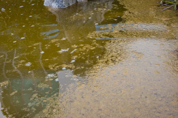 image of waste water pond with scum on top of water