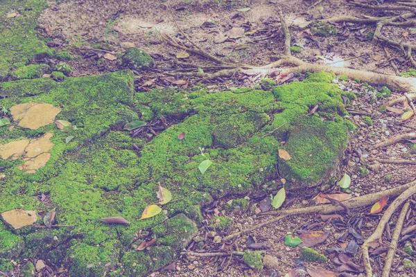 Vintage Ton Bild Skog Marken Textur Täcka Med Stjärna Mossa — Stockfoto