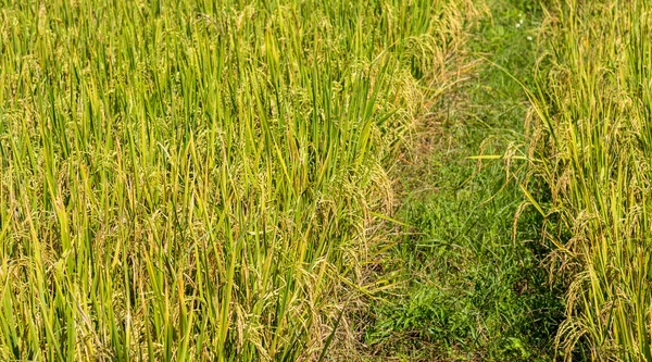 image of rice field on day time for background .