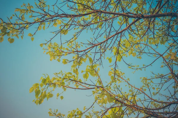 Ročník Tón Obraz Mladého Listu Stromu Bodhi Jasnou Oblohou — Stock fotografie