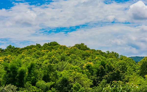 Tropický Zelený Les Zatažená Obloha Denní Čas — Stock fotografie