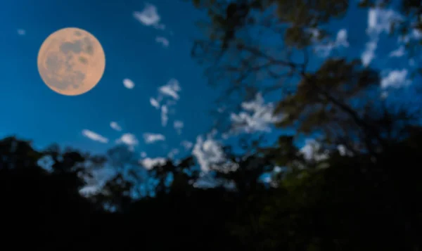 Pełnia Księżyca Rozmyta Sylwetka Drzewa Czystym Obrazem Nieba — Zdjęcie stockowe