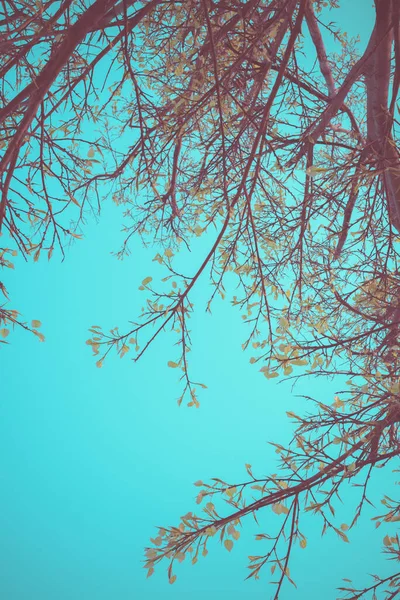 Ročník Tón Obraz Mladého Listu Stromu Bodhi Jasnou Oblohou — Stock fotografie