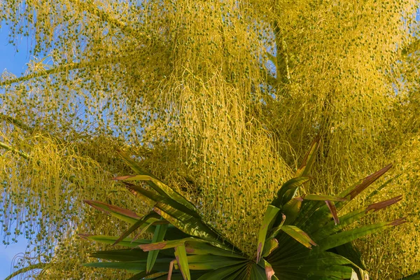 Image Fan Palm Tree Day Time — Stock Photo, Image