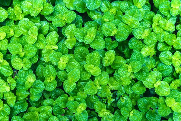 Close Afbeelding Van Kruipende Charlie Tuin Gebruiken Als Groene Natuur — Stockfoto