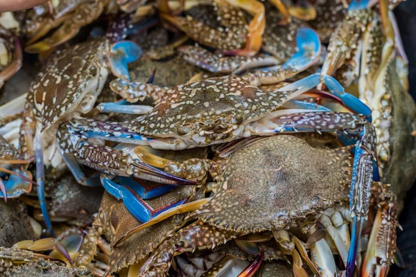 Close Shot Blue Swimming Crabs — Stock Photo, Image