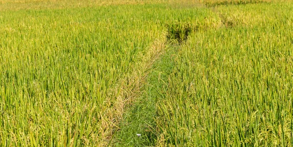 Imagen Del Campo Arroz Día Para Fondo — Foto de Stock