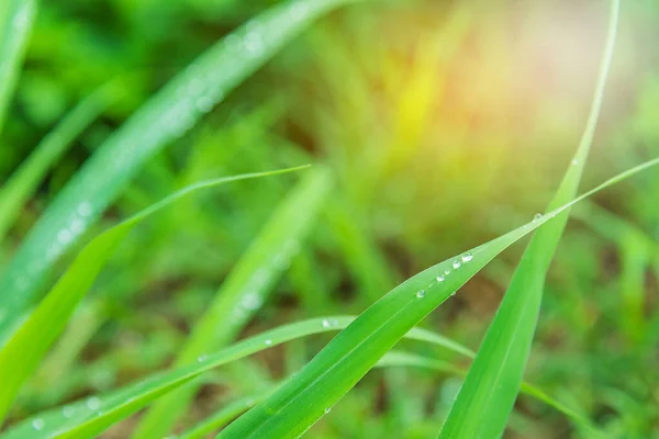 朝晩露が降る草原のイメージ — ストック写真