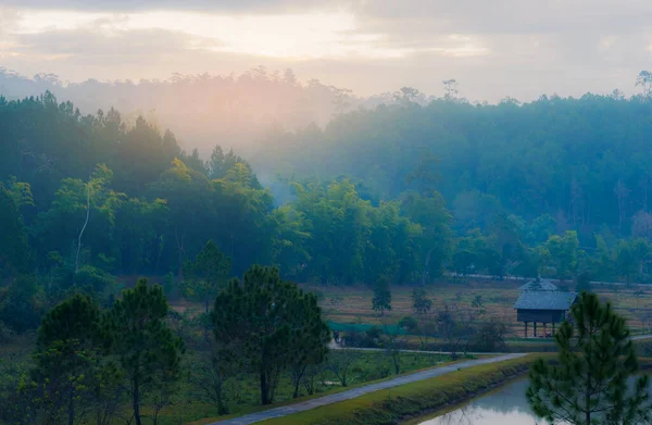 Landskapsbild Ban Wat Chan Pine Forest Amphoe Kallayaniwattana Chiang Mai — Stockfoto
