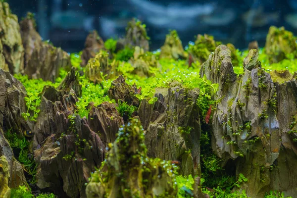 Nahaufnahme Eines Süßwasser Aquariums Mit Einer Vielzahl Von Wasserpflanzen Aquarium — Stockfoto