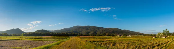 Panorama Imagem Beleza Dia Ensolarado Campo Arroz Com Céu Azul — Fotografia de Stock