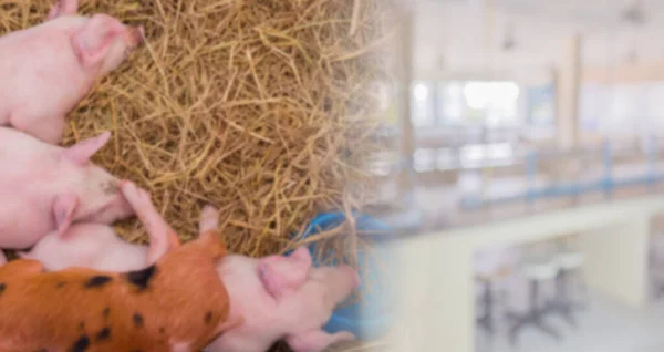 Bild Des Unscharfen Schweinchens Käfig Und Unschärfelabor — Stockfoto