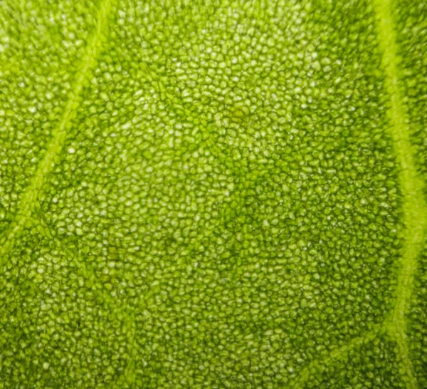 Borrão Abstrato Close Células Vegetais Aquáticas Verdes Sob Microscópio — Fotografia de Stock