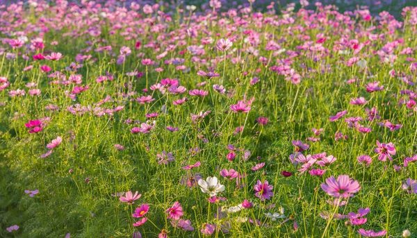 Imagen Grupo Flor Cosmos Púrpura Campo Para Uso Fondo — Foto de Stock