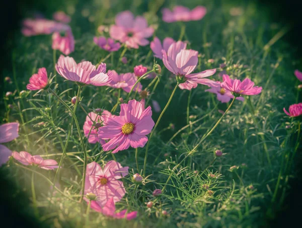 Obraz Grupa Fioletowy Cosmos Kwiat Polu Dla Tła Użytkowania — Zdjęcie stockowe