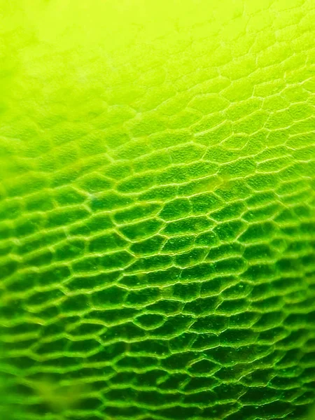 Borrão Abstrato Close Células Vegetais Aquáticas Verdes Sob Microscópio — Fotografia de Stock