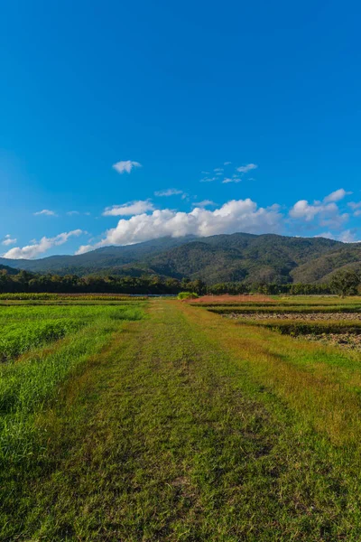 Imagen Belleza Día Soleado Campo Agricultura Con Cielo Azul Montaña —  Fotos de Stock