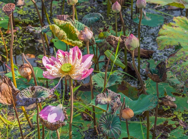 Image Aged Pink Lotus Flower Water Surface — Stock Photo, Image