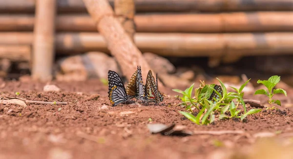 Imagen Mariposa Suelo Jardín Durante Día —  Fotos de Stock