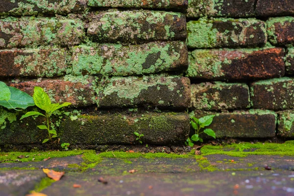 昔の苔むした壁がリヒェンの日の時間で覆われ — ストック写真