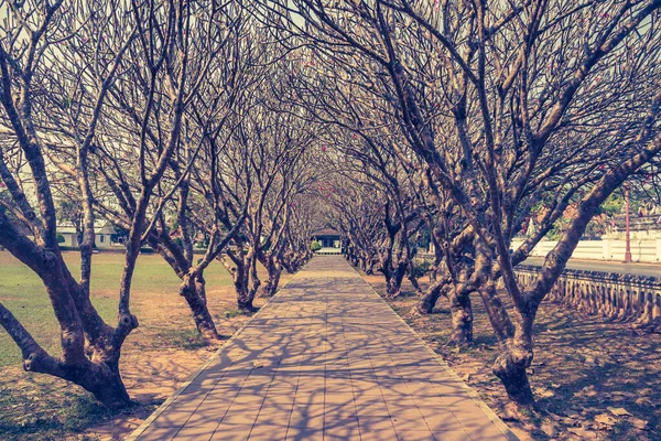 Imagen Perspectiva Plumeria Túnel Del Árbol Del Templo Este Lugar —  Fotos de Stock