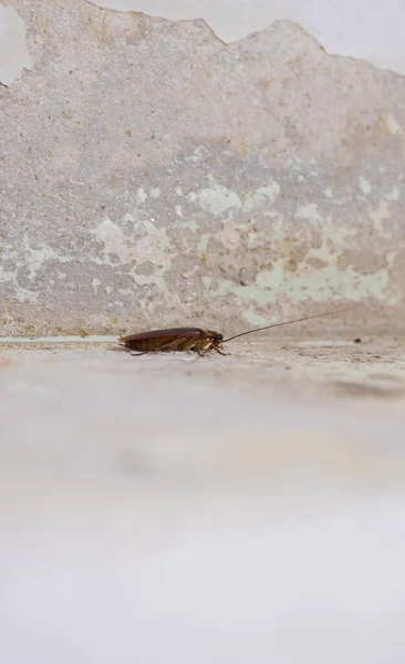 Image Side View Cockroach Cement Floor — Stock Photo, Image