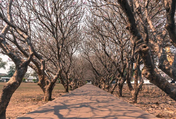 Perspectief Beeld Van Plumeria Tempel Boomtunnel Deze Plaats Het Oriëntatiepunt — Stockfoto