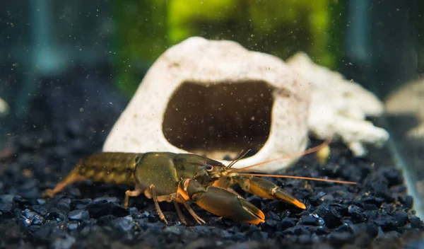 Cherax 水族馆内的黑橙尖龙虾作为淡水蟹 — 图库照片