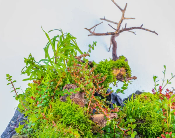 Kleiner Japanischer Garten Wabi Kusa Mit Felsen Und Treibholz Auf — Stockfoto