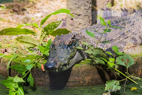 Закрыть Изображение Маленького Крокодила Дне Земли — стоковое фото