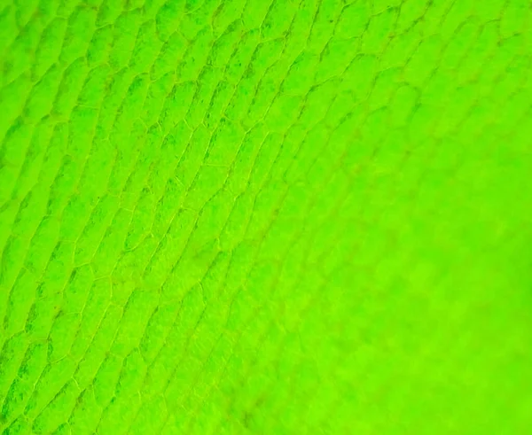 Abstract Blur Close Shot Green Aquatic Plant Cells Microscope — Stock Photo, Image