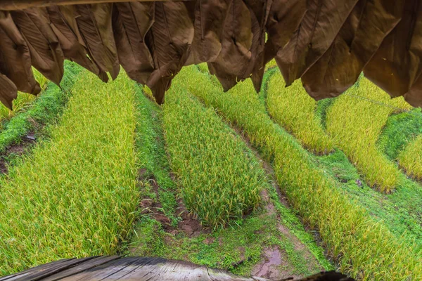 Bild Des Reifen Goldenen Reisfeldes Tag Blick Von Der Hütte — Stockfoto