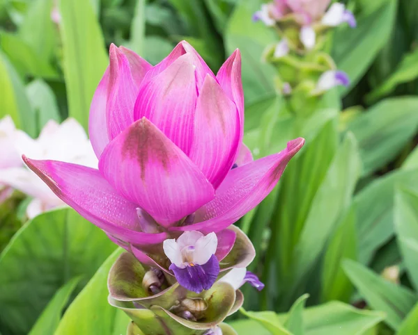 暹罗郁金香 花园里的花 — 图库照片